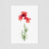 Three Red Poppies Postcard